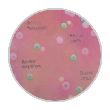 hicrome bacillus agar